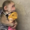 Macaquinhos 11