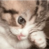 Cat and dog memez 5
