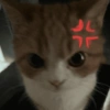 GATITOS FOFITOS❤️ 12