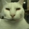 Katsdz 11