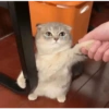 Bad cats 9