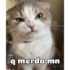 Gatinhos 28