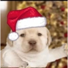 ENTÃO É NATAL 🎄❤️ 13