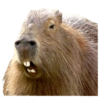Capivara 👀 13