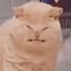 💕🐱Michitos para tu chat pt.2🐱💕 7