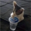 Gatitos  30