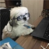 Perritos Divertidos! 🐶🐾 9