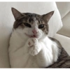 Gatitos  21