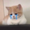 😿😭 Gatos Sad 😭😿 14