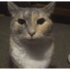 Gatitos  19