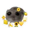 Sad Hamster 22