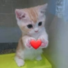 GATITOS FOFITOS❤️ 8