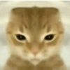 GATINHOS ZOEIROS 8