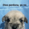 🫨Animalitos reacciones🫨 12