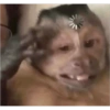 🎀🐵🐈‍⬛ 29