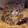 Cat and dog memez 17