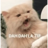 Meow 14