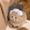 Gatinhos 13