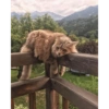 Bad cats 15