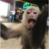 MOnKey reaCtioNs 🐵😝🧃 5