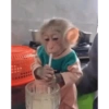 Monos 8
