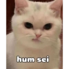 Gatinhos 25
