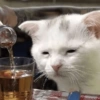 Bad cats 18