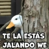 TE LA ESTÁS JALANDO WE