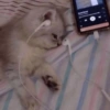 Bad cats 20
