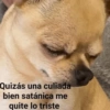 🫨Animalitos reacciones🫨 8