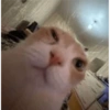 Gatitos  5