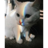 Gatitos 1 15