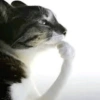 Gatitos  28