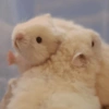 Hamster 🙈 6