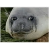 Triste 7
