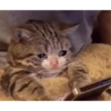 Bad cats 25
