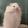 Hamster 🙈 12