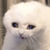 😿😭 Gatos Sad 😭😿 9