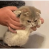 Bad cats 10