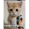 Gatinhos 30
