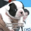💕Animalitos con frases💕 6