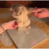 Bad cats 8