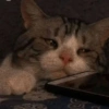 Bad cats 19