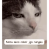 Meow 21