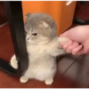 Bad cats 5