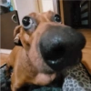 Perritos Divertidos! 🐶🐾 12