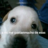💕Animalitos con frases💕 5