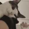 💕🐱Michitos para tu chat pt.2🐱💕 5