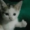 Gatitos Pa' ti & Pa' mi 6