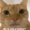 No m vas a hablar?